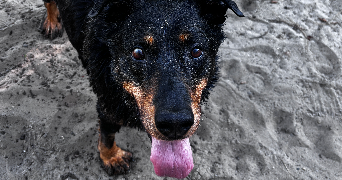 marianne pet sitter à SEIGNOSSE 40510_2