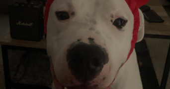 laura pet sitter à GUYANCOURT 78280_11