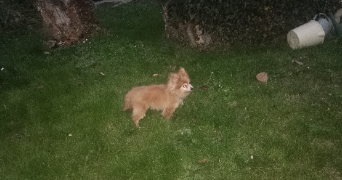 irfan pet sitter à EPINAY SUR ORGE 91360_3