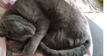 celine pet sitter à Lance 41310_3