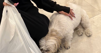 eram pet sitter à LYON 07 69007_3