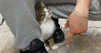 amélie cat sitter à BOULOGNE BILLANCOURT 92100_1