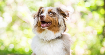 noémie pet sitter à BON ENCONTRE 47240_9