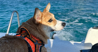 manon pet sitter à BONIFACIO 20169_1