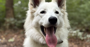 margaux pet sitter à ST PIERRE EN FAUCIGNY 74800_1