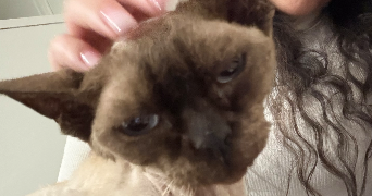 susan pet sitter à THIAIS 94320_1