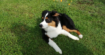 cathy pet sitter à Valence d'agen 82400_3