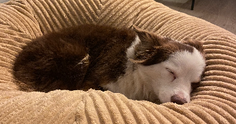 sarah dog sitter à ANGERS 49100_2