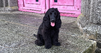 morgane pet sitter à RENNES 35000_1