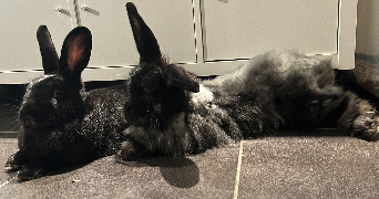 carolina pet sitter à AUSSONNE 31840_4