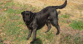 lexane pet sitter à JACOU 34830_3