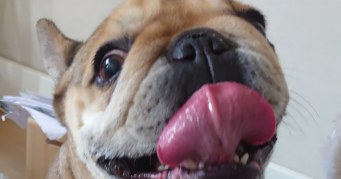 anne pet sitter à Féchain 59247_4