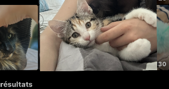sfihi pet sitter à PARIS 18 75018_1