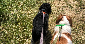 béatrice  pet sitter à BEZIERS 34500_4