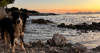 dylan pet sitter à VALBONNE 06560_1