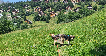 margot dog sitter à VILLARD RECULAS 38114_3