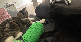 antonin cat sitter à ANNEMASSE 74100_2