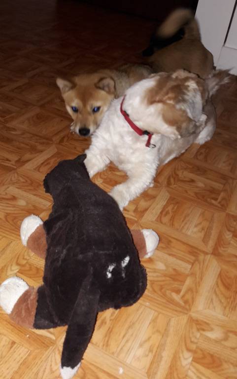 marie pet sitter à Chelles 77500_9