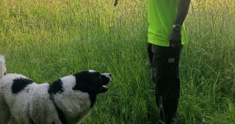 pascal pet sitter à TOURS 37000_1