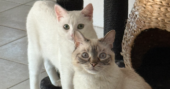 port malory pet sitter à FREJUS 83600_3