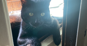 marine pet sitter à Saint jean de moirans 38430_3