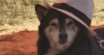 marylène pet sitter à LA NORVILLE 91290
