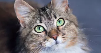 ccp pet sitter à POISSY 78300
