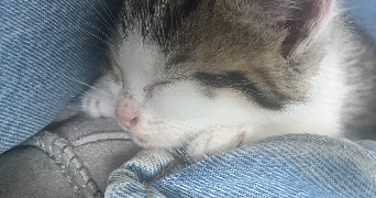 blanche pet sitter à NANTES 44000_3