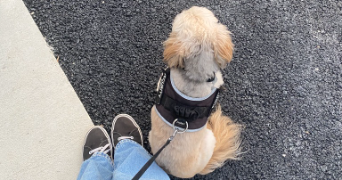 louise pet sitter à REIMS 51100_2