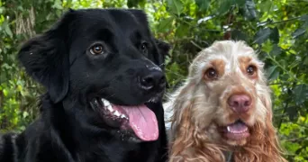 lylou pet sitter à ST RENAN 29290