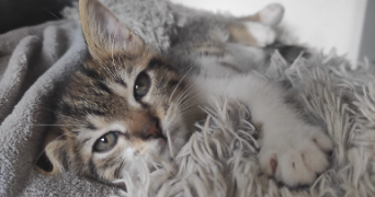 marie-hélène pet sitter à CUGNAUX 31270_8