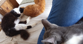 alizée pet sitter à BILLERE 64140_3