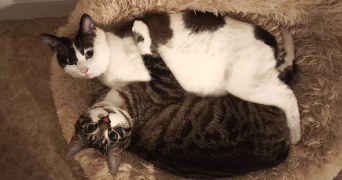 lenny pet sitter à BOURG LES VALENCE 26500_3
