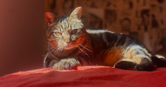 camille-lou pet sitter à VILLEURBANNE 69100_1