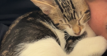 oihana pet sitter à CORNEILHAN 34490_1