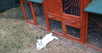 carole pet sitter à Neuilly Plaisance 93360_1