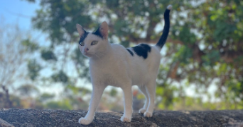 anne pet sitter à BONDY 93140_2
