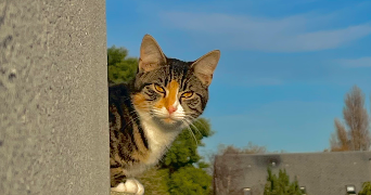 eloan pet sitter à CHERBOURG EN COTENTIN 50110_3
