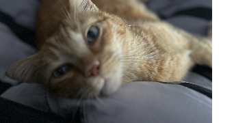 priscillia pet sitter à Frouard 54390_2