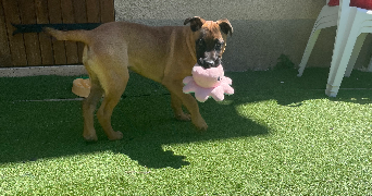 coralie pet sitter à CUERS 83390_1