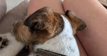 pauline pet sitter à MOUSCRON 7700_1