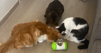 lucie cat sitter à AMIENS 80000_5