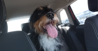 margot pet sitter à CHANAS 38150_1