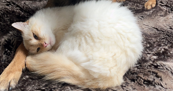 charlotte pet sitter à LA FERTE SOUS JOUARRE 77260_4