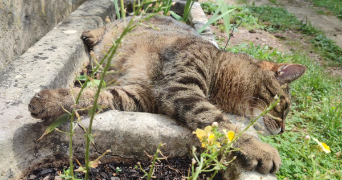 cassandre pet sitter à RUEIL MALMAISON 92500_1
