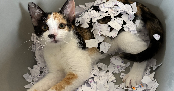 oceane pet sitter à MONTIGNY LES METZ 57950_5