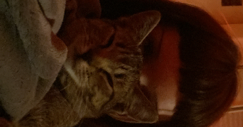 lilie pet sitter à RENNES 35000_2