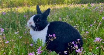 jade pet sitter à ST ETIENNE 42000_3