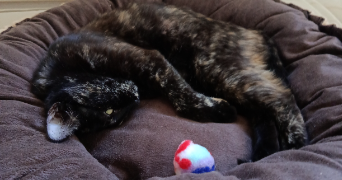 christelle pet sitter à Gambsheim 67760_2