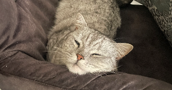 laurine pet sitter à STE GENEVIEVE DES BOIS 91700_1